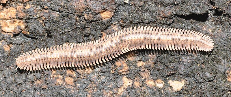 File:Platydesmid millipede Malaysia.jpg