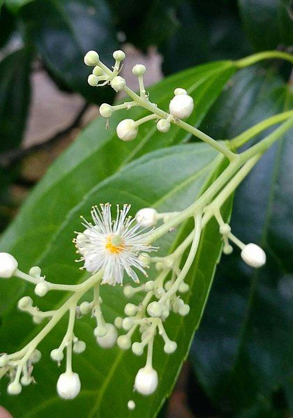 File:Pleuranthodendron lindenii.jpg