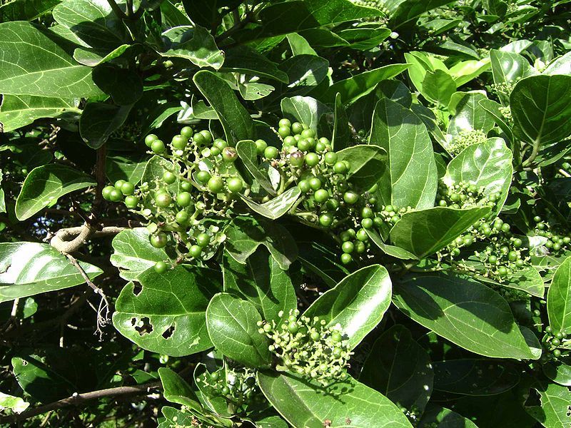 File:Premna serratifolia.jpg