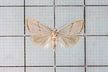 A white moth