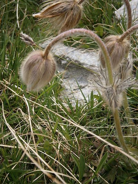 File:Pulsatilla vernalis fading.JPG