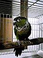 Black-capped parakeet (Pyrrhura rupicola)