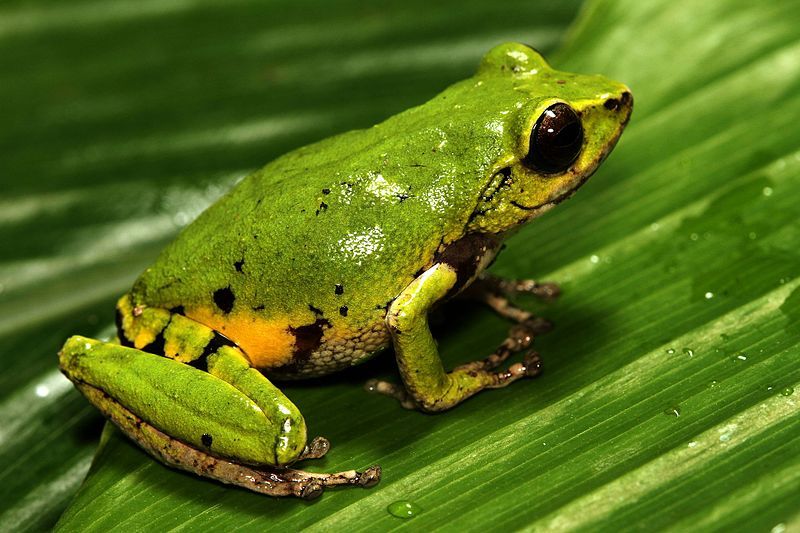 File:Raorchestes chromasynchysi.jpg