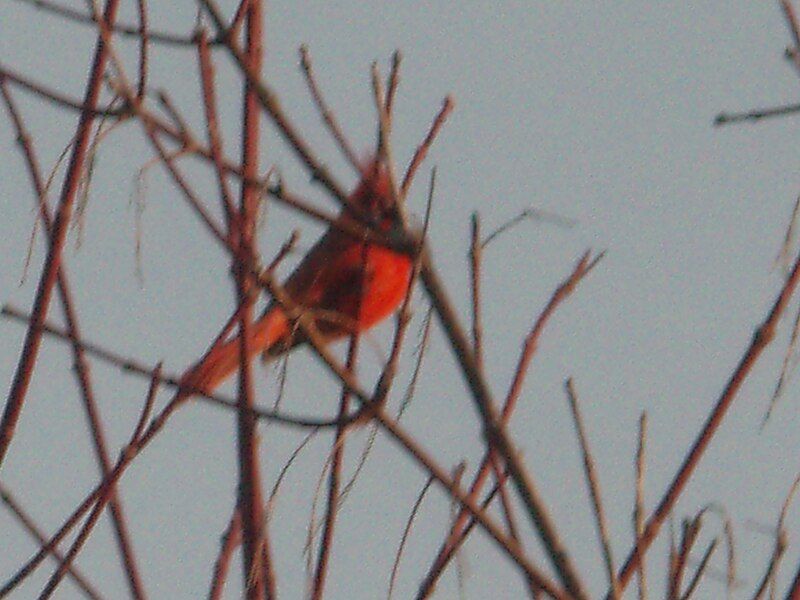 File:Red-bird tree branch-2.jpg