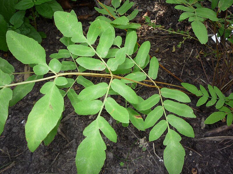 File:Royal fern closeup.jpg