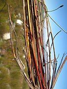 Base of flowering stems (culms)