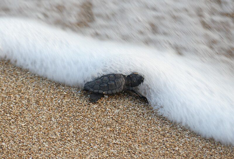 File:SeaTurtleHatchling-MansouriBeachLebanon RomanDeckert13082019-02.jpg