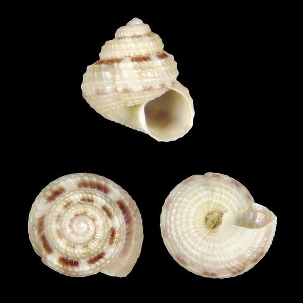 File:Seashell Vanitrochus geertsi.jpg