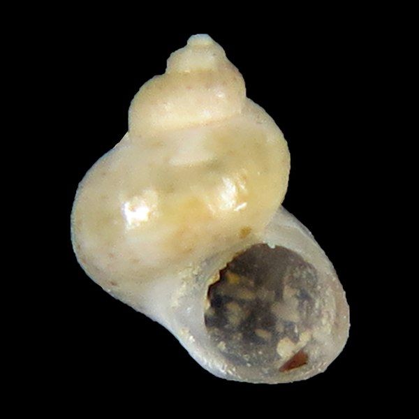 File:Shell Tricolia delicata.jpg