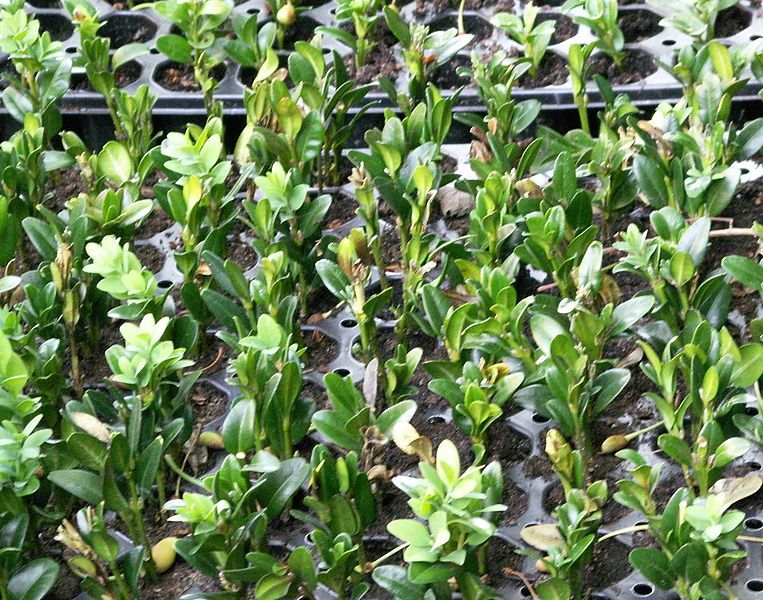 File:Softwood stemcuttings.jpg