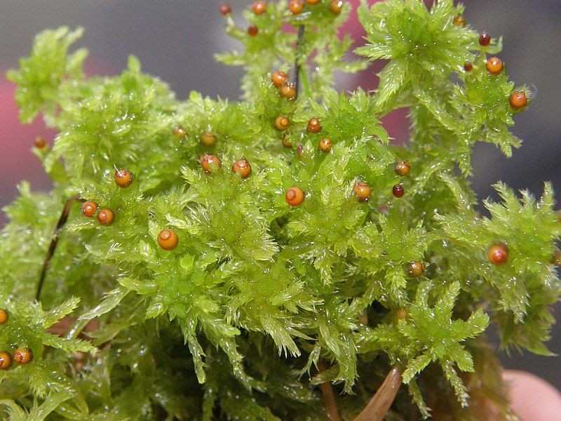 File:Sphagnum tenellum.jpg