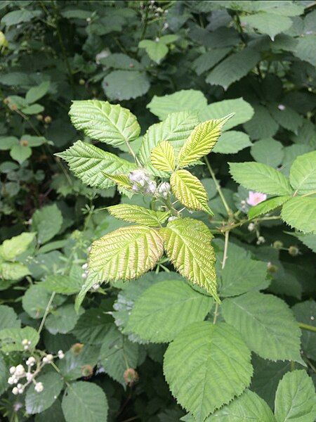 File:Stinging Nettle.JPG