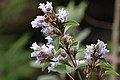 Strobilanthes kunthiana or Kurinji flower which blooms once in 12 years in the lake's surrounding Palani Hills ranges