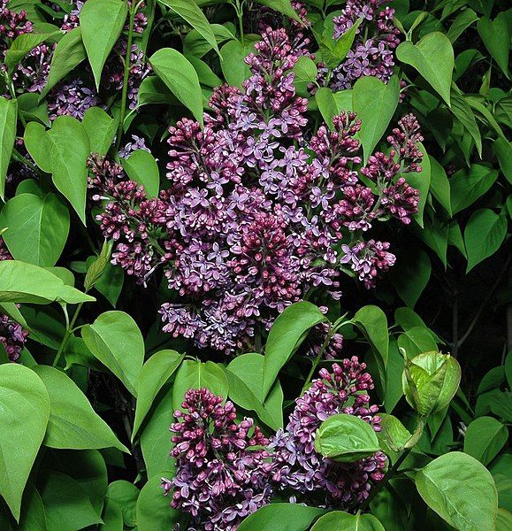 File:Syringa11.jpg