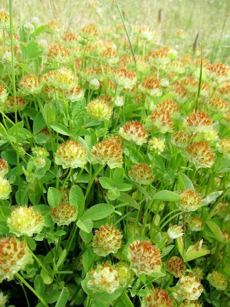 File:Trifolium cyathiferum.jpg