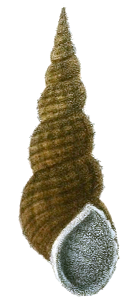 File:Tylomelania perfecta shell.png