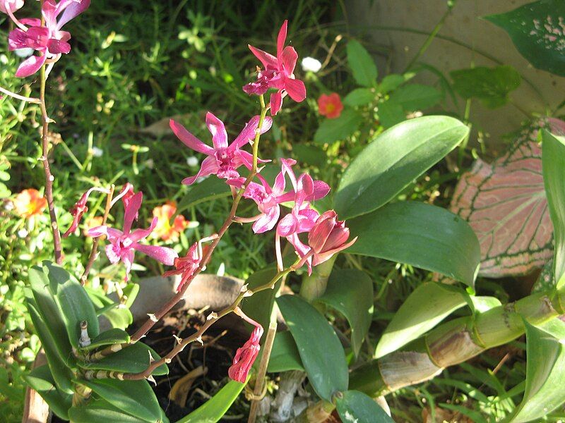 File:Unid orchid05.JPG