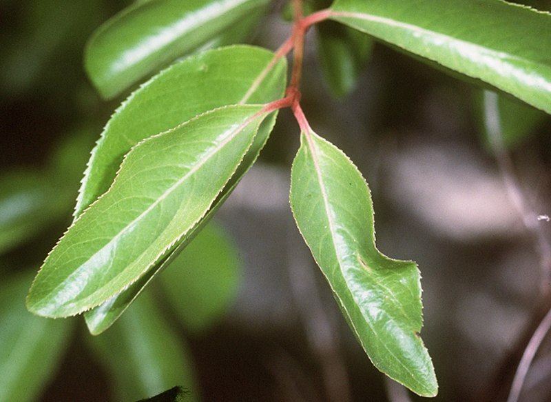 File:Viburnum prunifolium USDA1.jpg