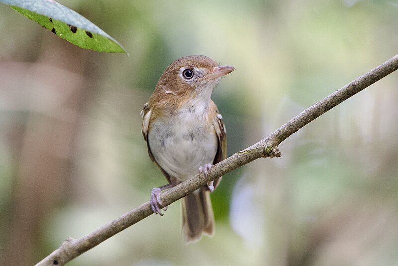 File:Vireo bairdi 264382156.jpg