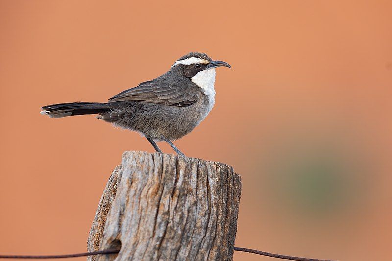 File:White-browed Babbler 0A2A5610.jpg