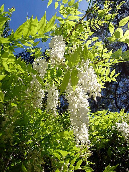 File:Wisteria sinensis, Gibraltar.JPG