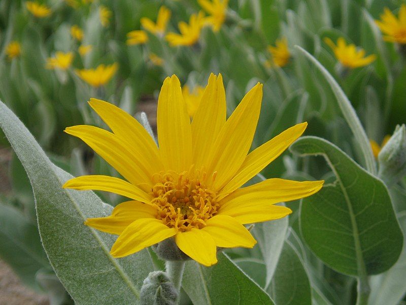 File:Wyethia mollis.jpg