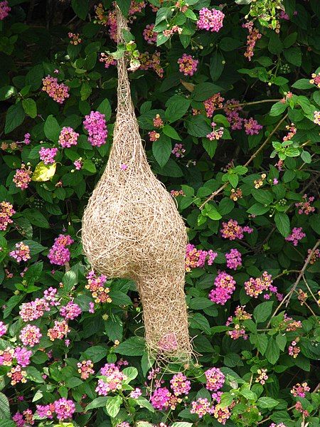 File:Yelagiri bird's nest.jpg