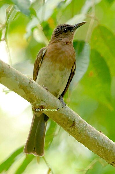 File:Zamboanga Bulbul.jpg