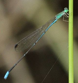 Male graceful slim. Berg-en-Dal, Kruger National Park