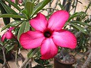 Adenium multiflorum x obesum "Mad 29" (Apocynaceae)