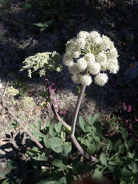 File:Angelica tomentosa.jpg