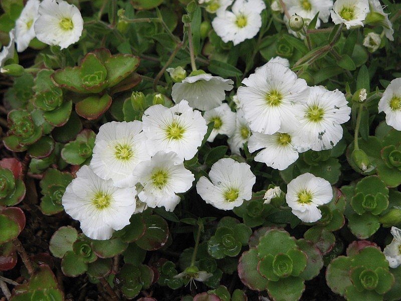 File:Arenaria montana2.jpg