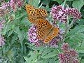 Silver-washed fritillary.