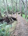 Boardwalk along the edge of the Eprapah Creek in the mangrove tidal zone