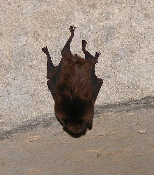 File:Bat at drain.jpg