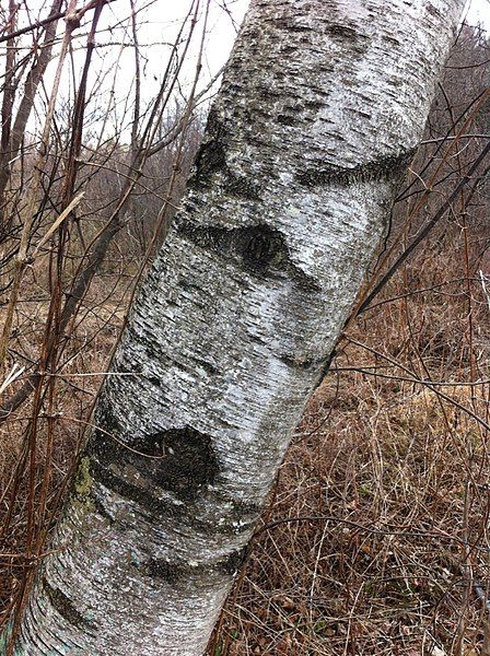 File:Betula populifolia bark.jpg