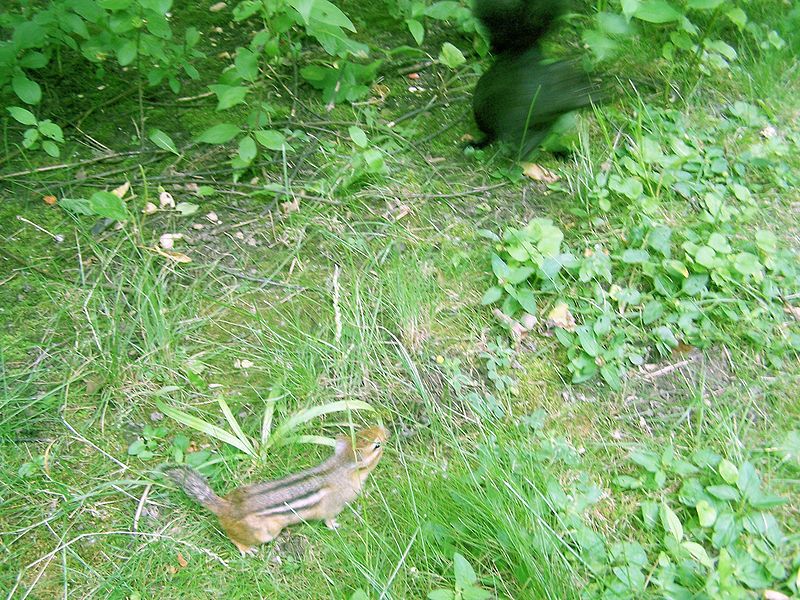 File:Black-squirrel-and-battle-of-the-chipwitts (chipvictory).jpg