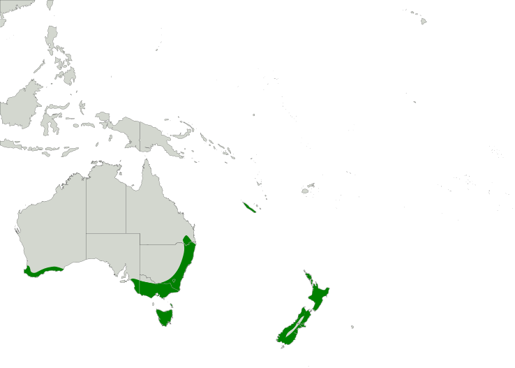 File:Botaurus poiciloptilus map.svg