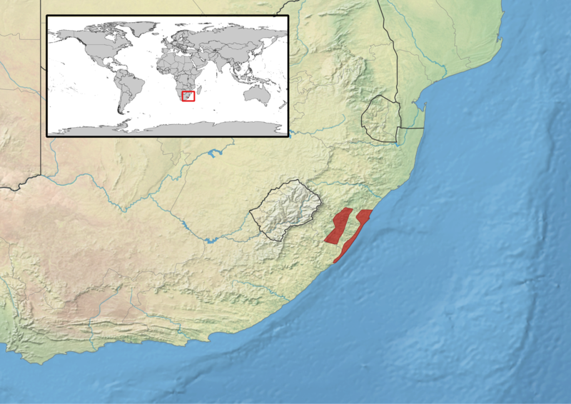 File:Bradypodion melanocephalum distribution.png