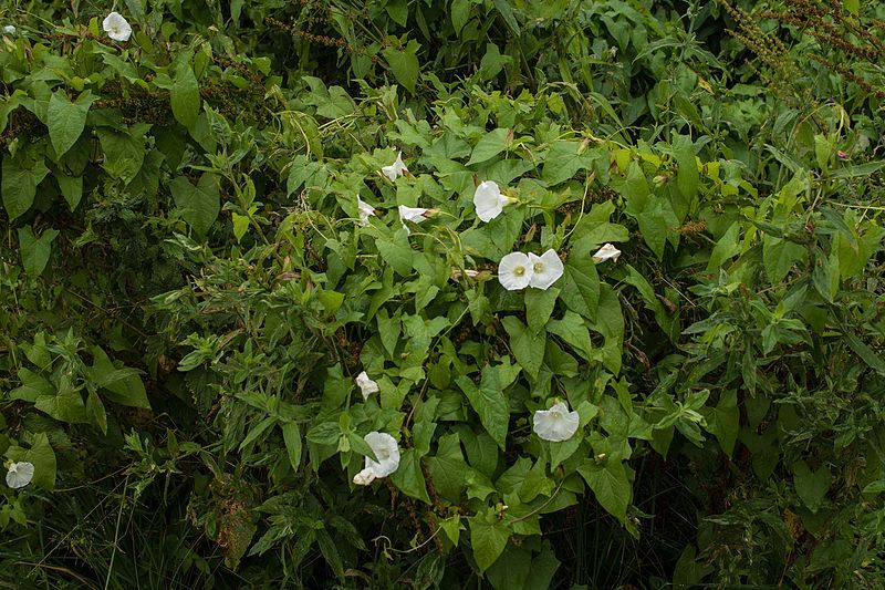 File:Calystegia sepium (20054078792).jpg