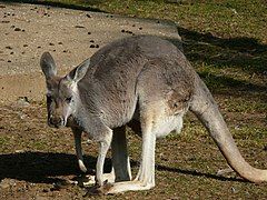 Red kangaroo