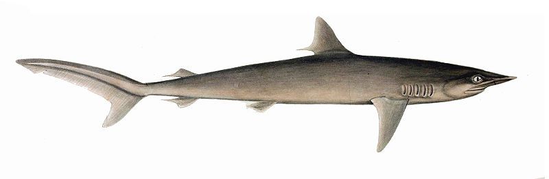 File:Carcharhinus falciformis.jpg