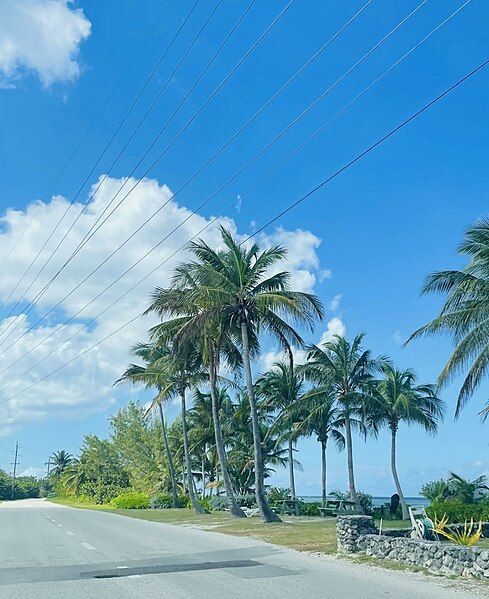 File:Cayman Islands palms.jpg