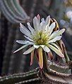 Cereus jamacaru flower - Tunisia