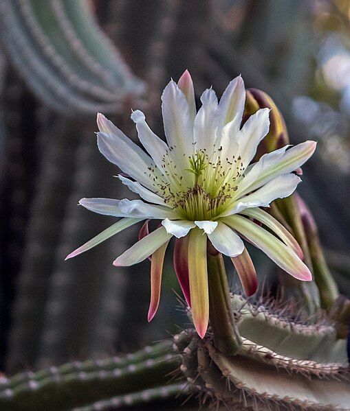 File:Cereus jamacaru flower.jpg