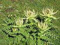 Cirsium spinosissimum