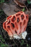 Clathrus ruber