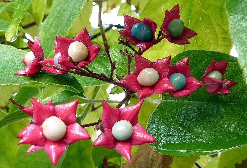 File:Clerodendrum trichotomum, Vancouver.jpg