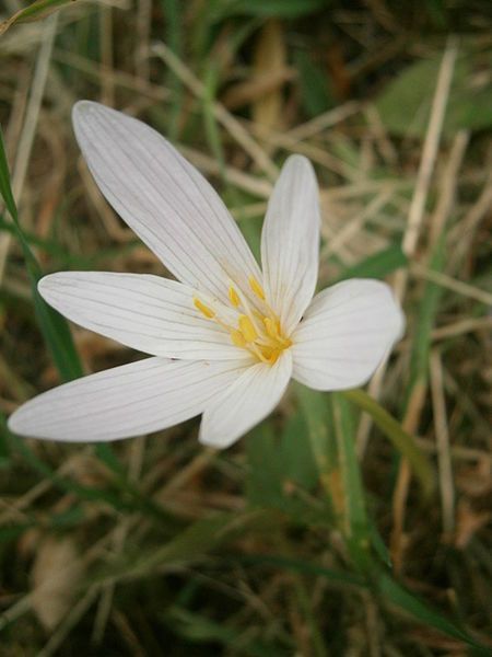 File:Colchicum alpinum 004.JPG