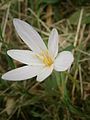 Colchicum alpinum in Oisans